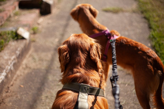 8/2/25 | What do dogs know?